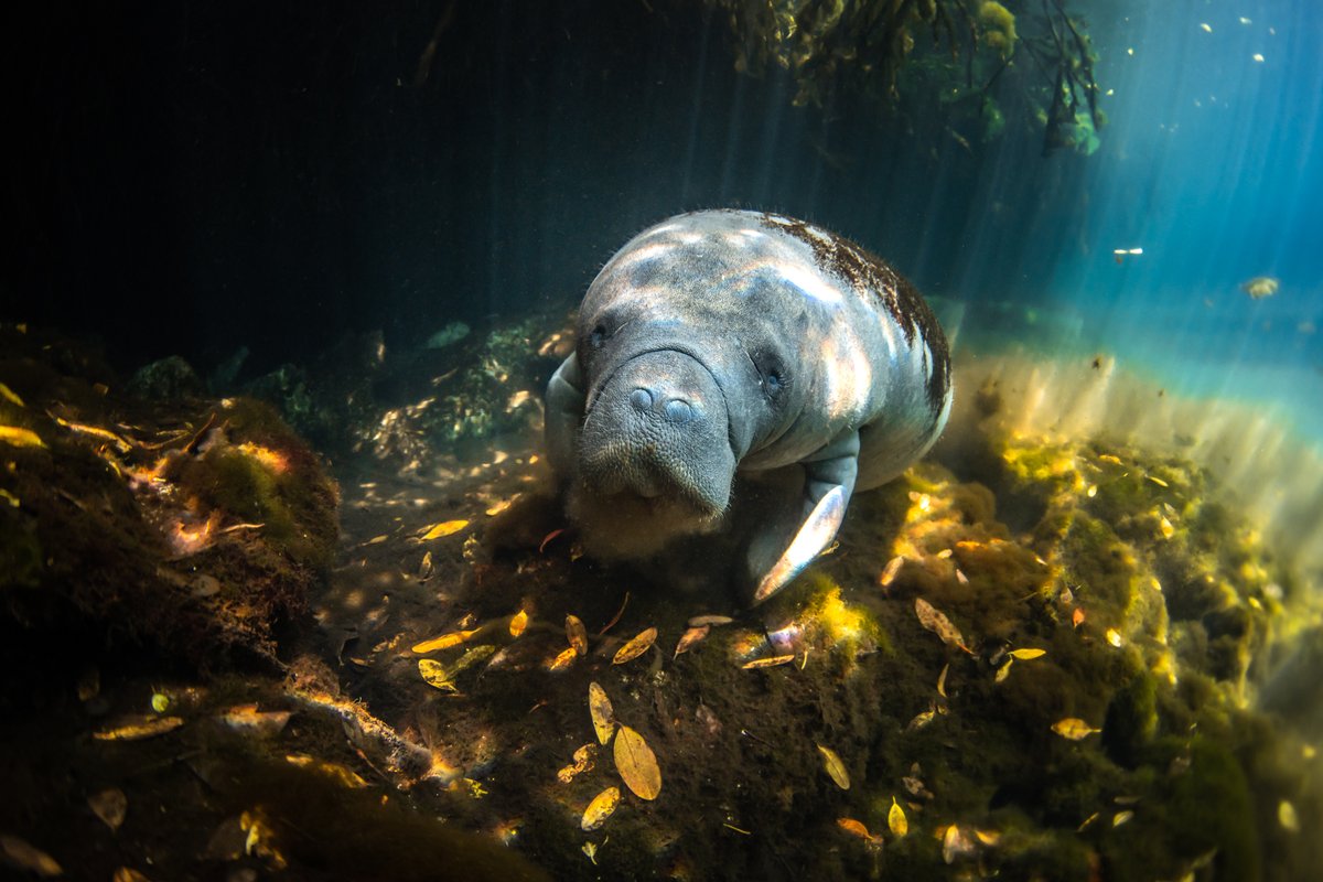 A study in Kenya highlights the importance of protecting seagrass beds for dugong recovery. Yet, challenges like sea urchin expansion & human activities threaten these ecosystems. Read more: ajol.info/index.php/wioj… @AJOLinfo 📸-Valentina Cucchiara