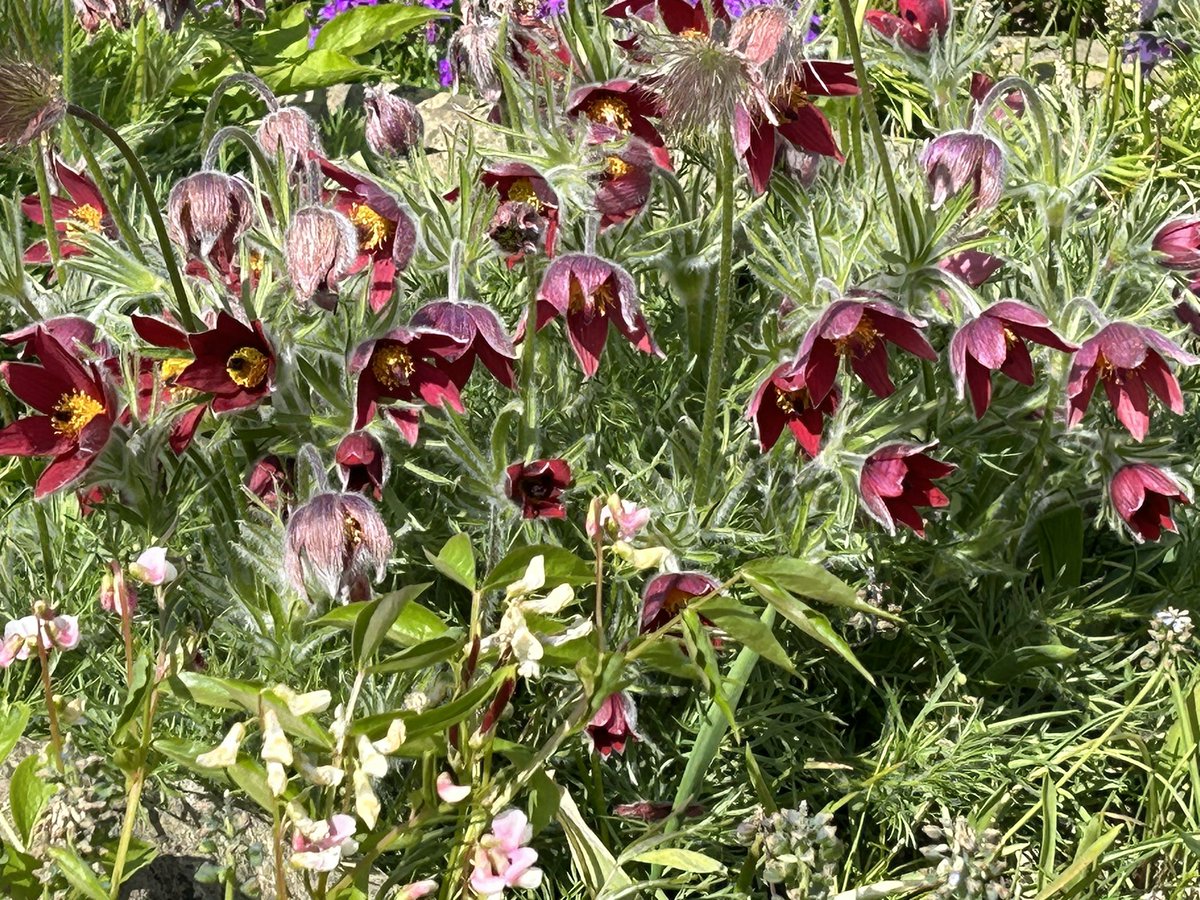 This looks just like a painting but I assure you it’s not, it’s the Alpine gravel garden enjoying this mornings sunshine. How splendid is this for #FlowersonFriday? Have a lovely day everyone, we’ve almost made it to the weekend #mygarden #GardeningTwitter #FridayMotivation