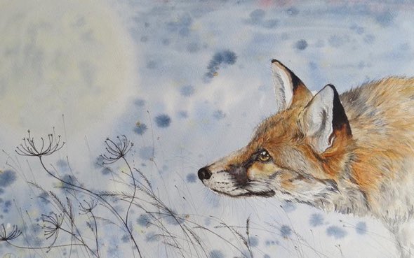 ‘Moonlit fox ‘.  Watercolour and pen .