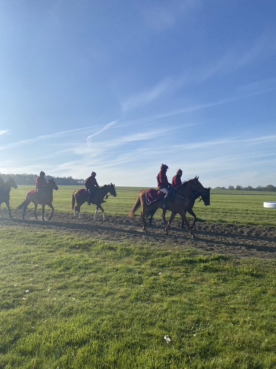 careersinracing's tweet image. Warren Hill Gallops This Morning 🐎

#Newmarket #Gallops