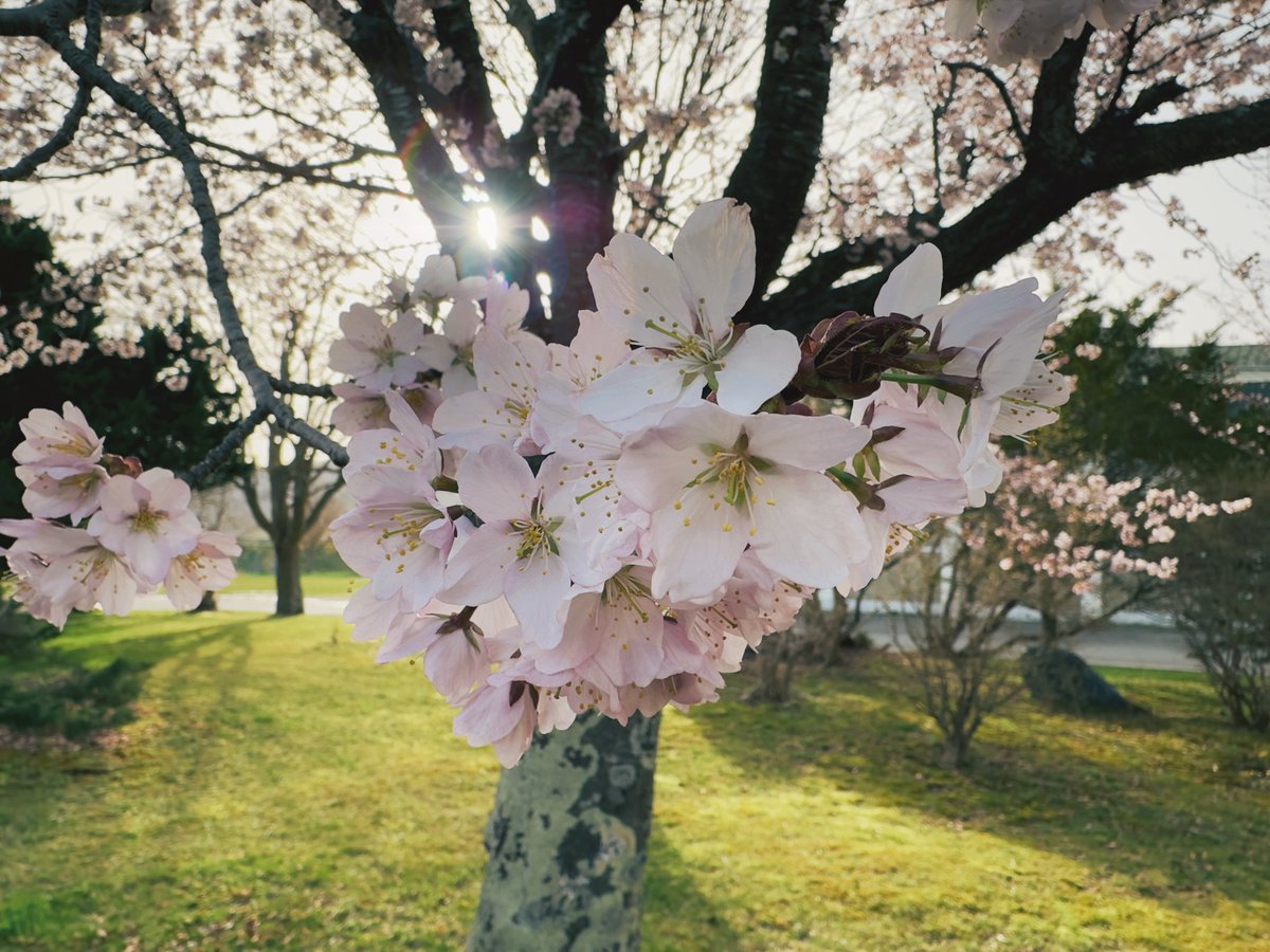 もし希望のプレゼントがある方は、ご希望も添えてポストしてください。あ、あと告知投稿をリポストしてもらえると嬉しいです。
もちろん、日高在住の方も参加可能なキャンペーンです。通勤通学途中で目にするさくらを撮って、ぜひぜひご参加ください☺️