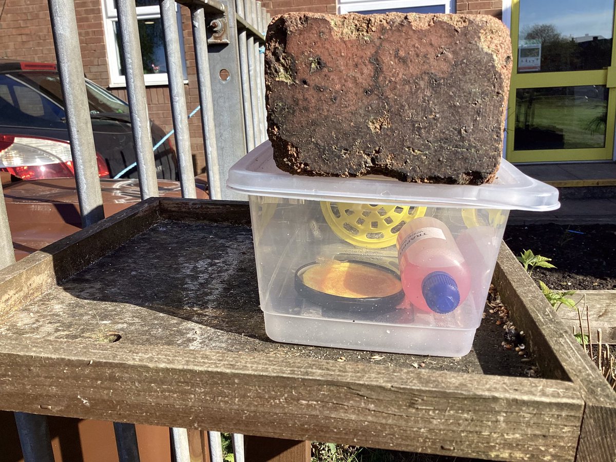 One of our members of the #YoungEntomologistClub in @StJamesYear6 brought this example of an Asian Hornet to raise awareness about them. We have a trap and are checking it everyday. @thebeecentre @BBCYoungReport @britishbee #beekeeping @BBCNewsround @StJamesChorley