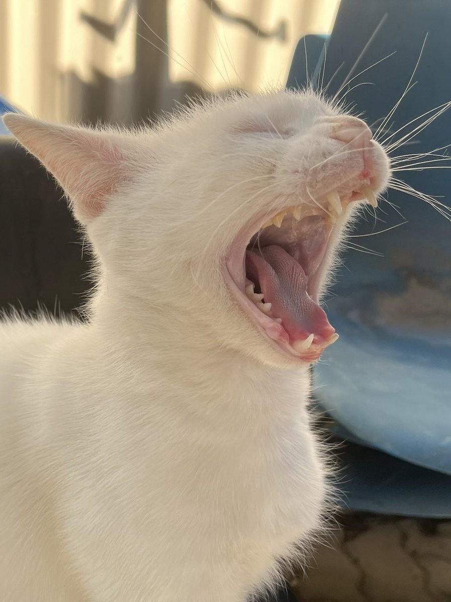 I'll spit fire from my mouth🔥☄️🦖

#Godzilla #roar #cat #catlife #halfstraycat #whitecat #blackcat #lovelycat #pawpads #cattastic #catoftheday