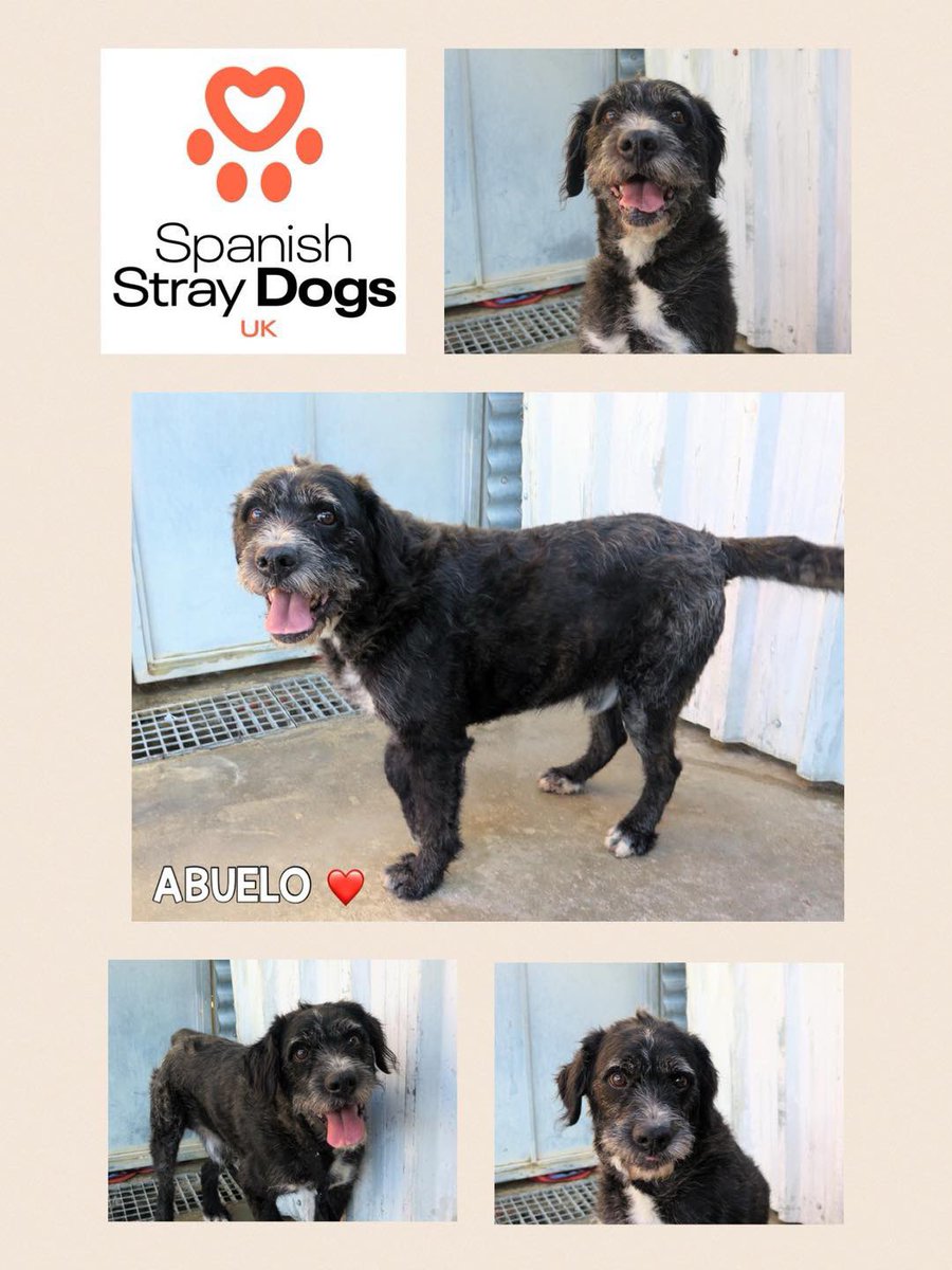 ABUELO🧡 **CAN TRAVEL TO U.K. - WE MAKE ALL ARRANGEMENTS** Sweet Abuelo…arrived with broken leg, yet he was so happy. Super loving, he loves people, dogs. Had surgery & doing well. For more info: Adoptions@spanishstraydogs.org.uk Profile: spanishstraydogs.org.uk/dog/abuelo-2/ #RescueDog