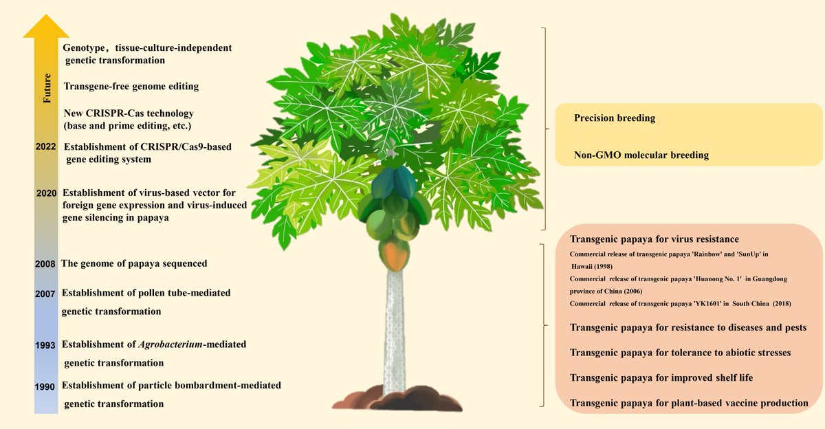 #TropicalPlants The advancements in genetic engineering techniques for #papaya breeding and their applications in improving traits and overcoming limitations. #PapayaResearch @MaximumAcademic Details: maxapress.com/article/doi/10…