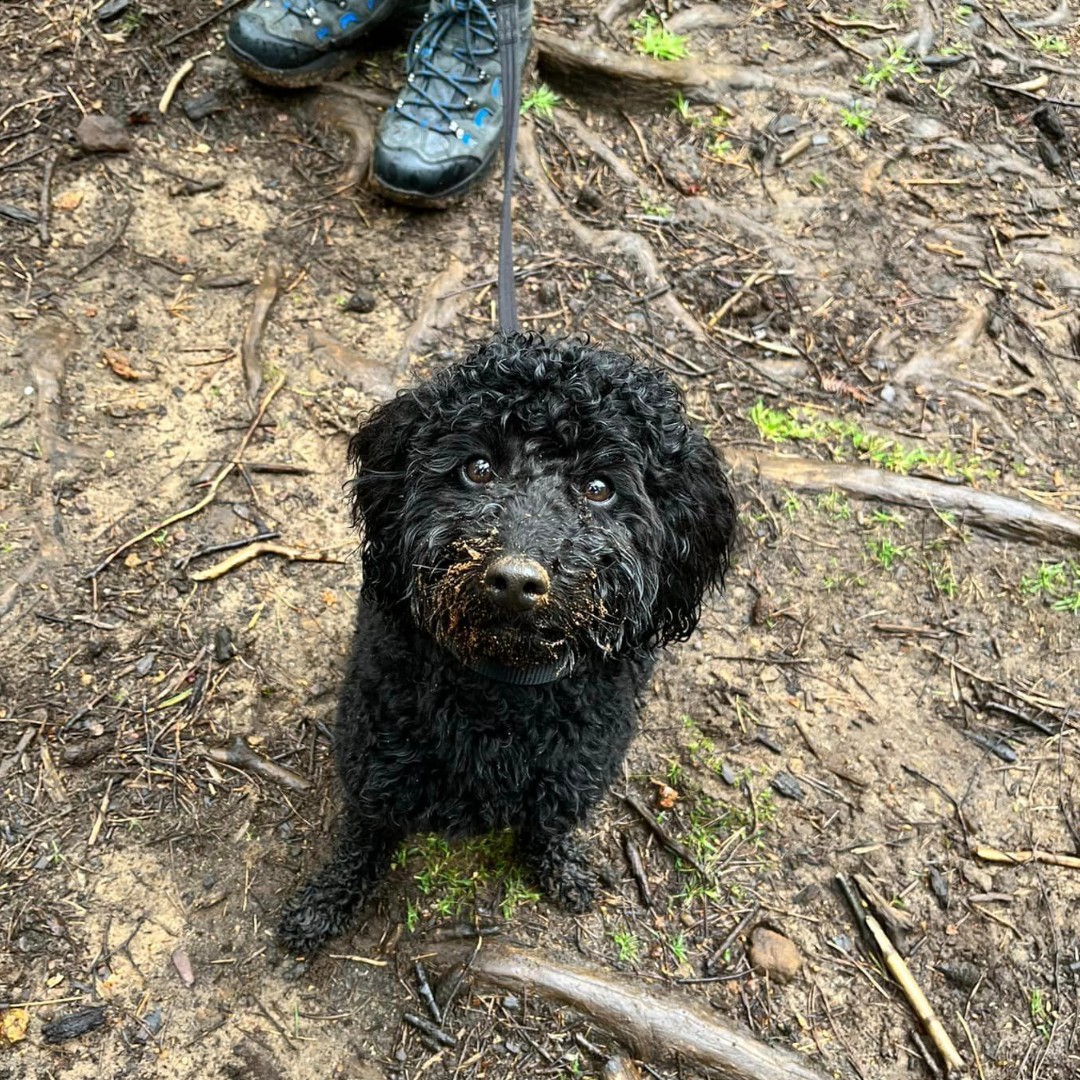 Muddy nose and puppy dog eyes - the perfect happy pup combo 🐶 Roxy is in the third stage of her training and has been out on woodland walk working on her recall and focusing on her volunteer! She did brilliantly and look like she enjoyed getting as muddy as possible 🐾