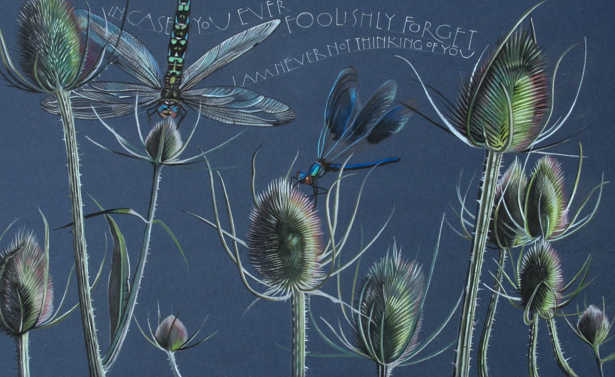 A very old colour pencil drawing. Virginia Woolf 'Just in case you ever foolishly forget; I'm never not thinking of you.' From that time I fell in love with teasels (and never quite got over it).