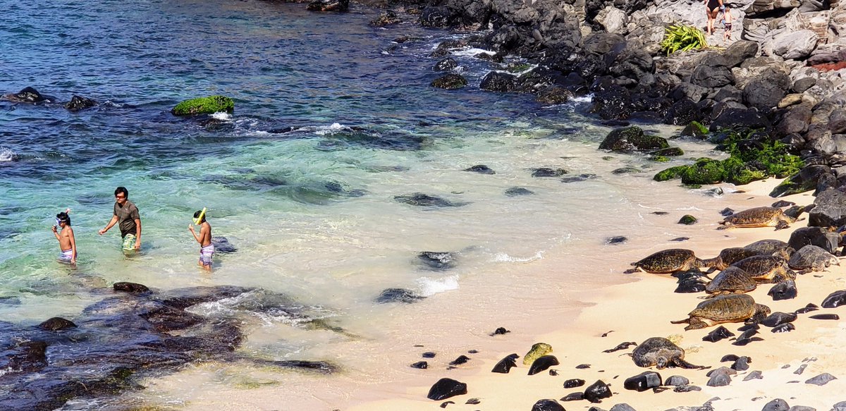 Honu (turtle) 🐢 and even a Hawaiian Monk seal 🦭 in a picture together can see the pair sunbathing 😃 A bunch of Honu on the beach ⛱ 😎 they sometimes look like rocks.

#mauivisionrentals #mauivacation #beach #surfing #EarthDay