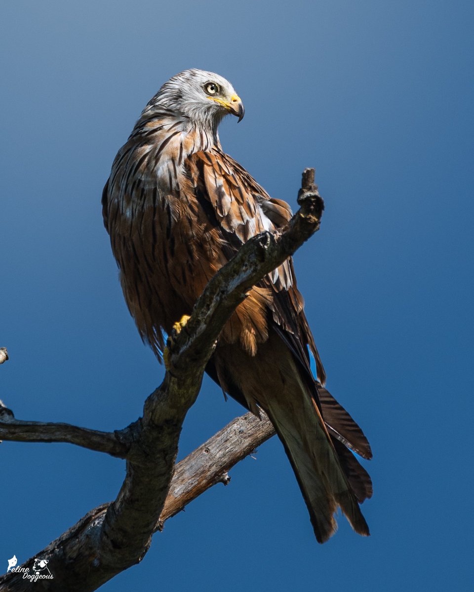 Morning World. It’s a Red Kite weekend this weekend and ooooh boy. Am I excited!! Delightful pause on my project😍 And of cause, I get to catch up with my friend so an all rounded awesome few days ahead 😍