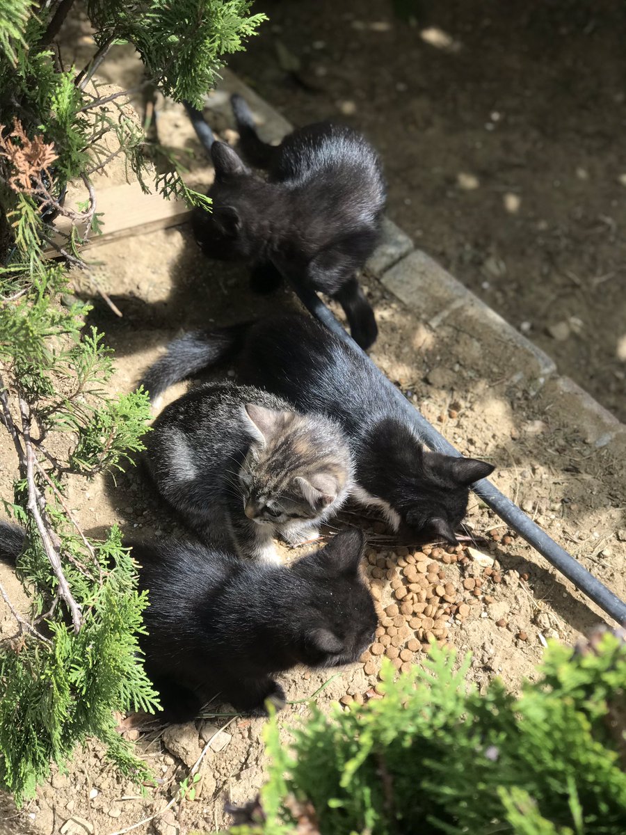 Hangisini sahiplensem diye düşünüyorum sitede baktığımız kediler doğum yapmış😊 hepsi büyüyor sağolsun komşularla bakıyoruz kedilerimize 😇