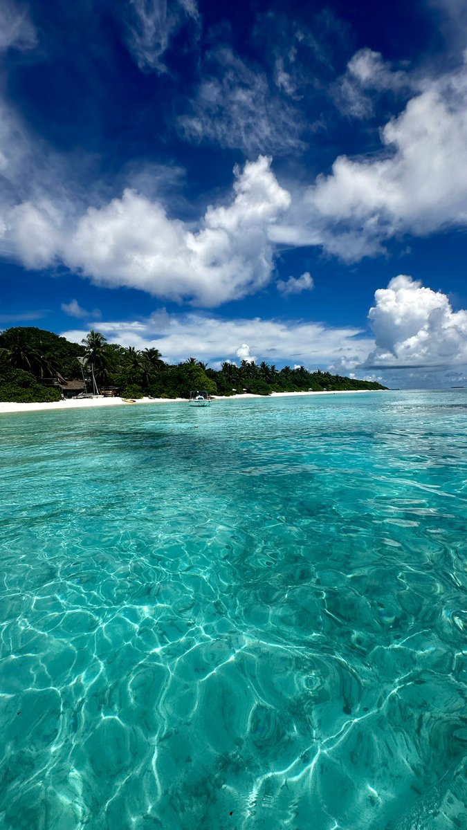 Swam with turtles today #Maldives #LuxuryTravel #LuxuryHotels #thegallivantersguide