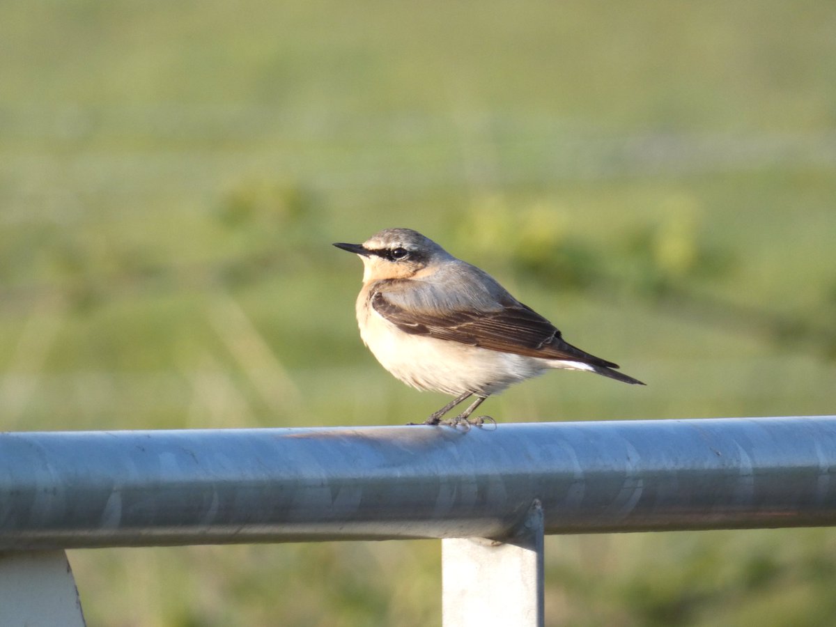 Heaven sent! After telling a lovely audience at the @BOSFonline AGM about seeing my 1st Wheatear on the seat of a tractor!… …this little beauty dropped almost vertically out the sky onto a gate in front of me! Moments in Nature cost nothing but boy do they feed the soul 😎