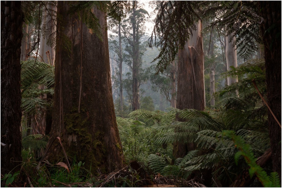 New research in #AustralEcology on historical First Nations' land management in Australia's tall, wet forests. Evidence suggests these ecosystems were naturally dense and wet pre-British invasion, challenging popular belief. bit.ly/49GAt5O @EcolSocAus @WileyEcolEvol 🌳