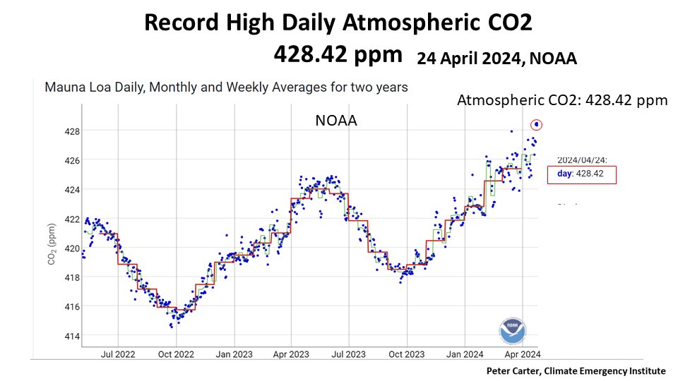 HIGHEST ATMOSPHERIC CO2 428.42 ppm Atmopsheric daily CO2 hit record high of 428.42 ppm 24 April CO2 increasing faster than ever right now. Major reason for accelerating global warming. Climate & biopshere collapse. gml.noaa.gov/ccgg/trends/gr… #CO2 #climatechange #globalwarming