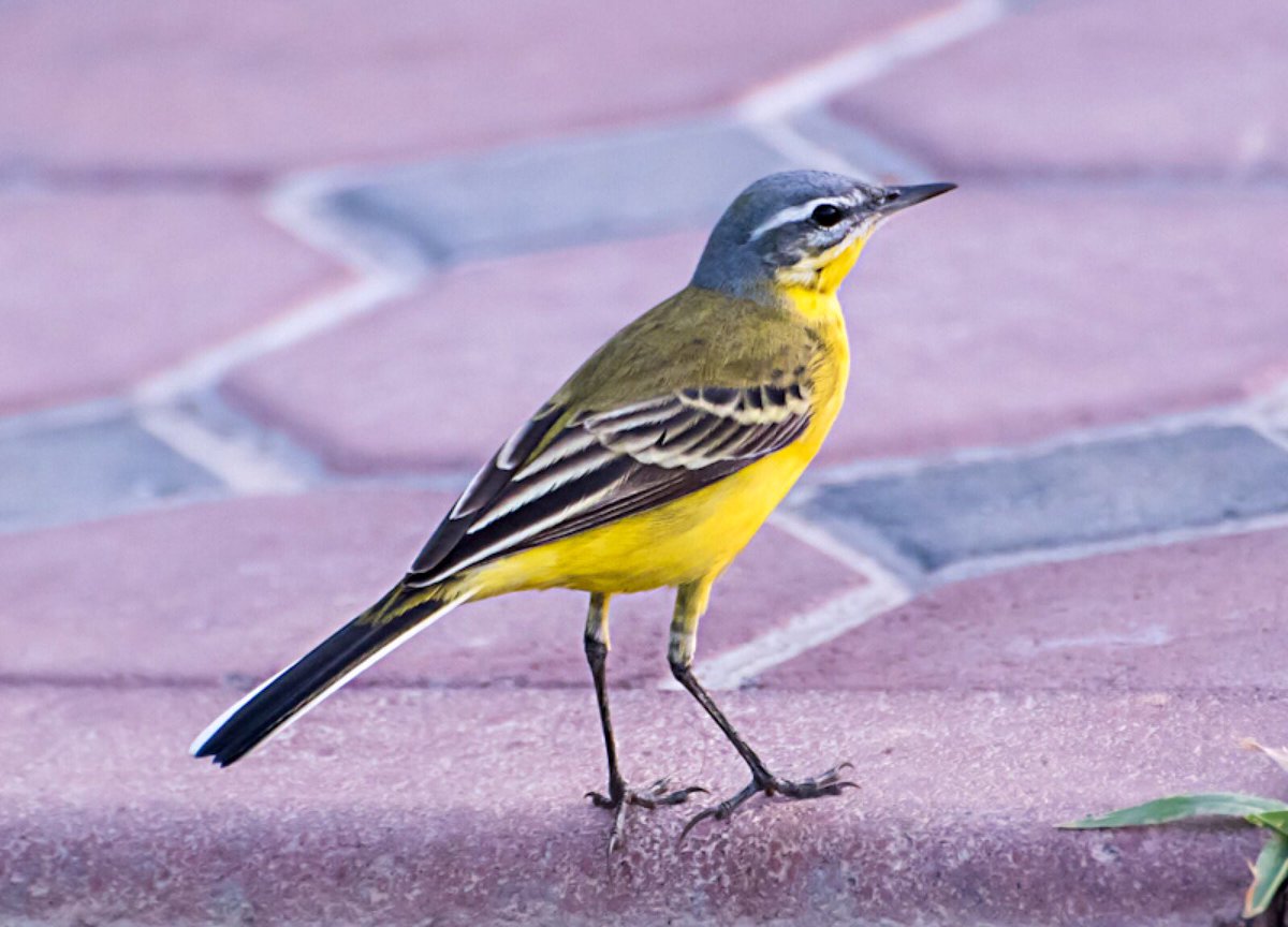 This Western Yellow Wagtail visited the town only for a day, but fearlessly ran around in an open patch of grass, ignoring people and wagging its tail all the time. #BirdsOfUAE #WesternYellowWagtail #BirdsSeenIn2024 #BBCWildlifePOTD #natgeoindia #wagtail #birdwatching #BirdsOfX