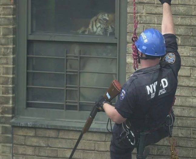 An NYC police officer comes face-to-face with Ming, a 425-Pound Tiger secretly living in an apartment
