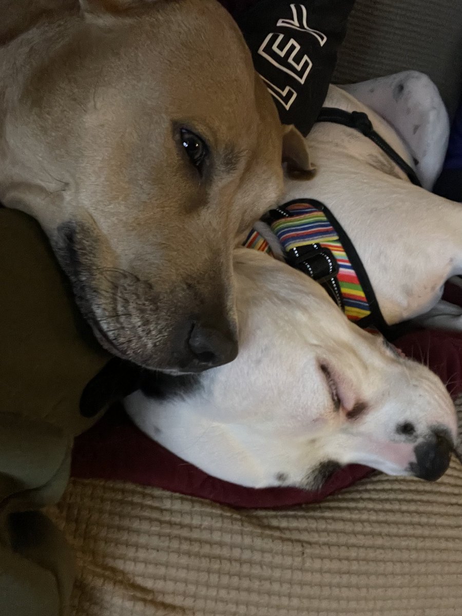 Queenie & Pepper, being adorably sweet snugglebuddies