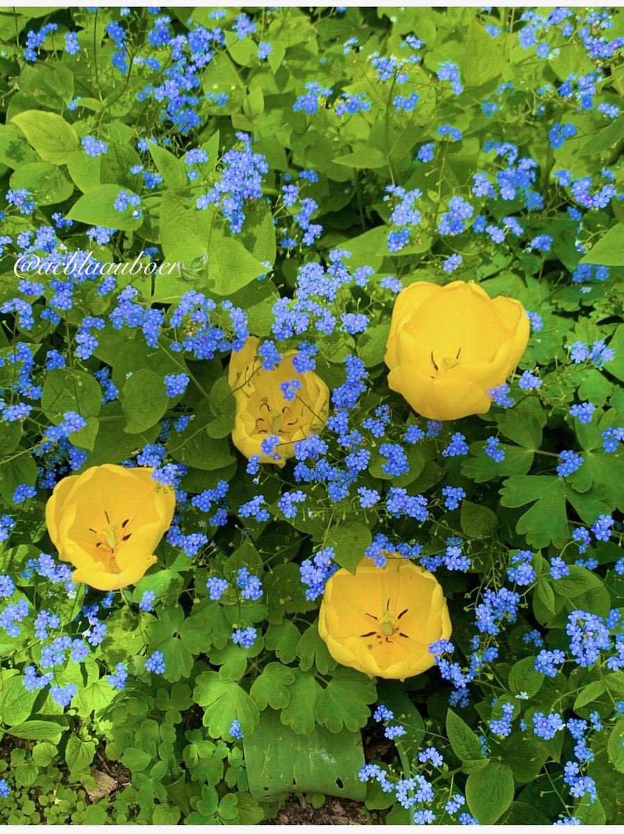 Outside it is warm and blue and April. - Sylvia Plath A lovely combination of tulips and forget-me-not.