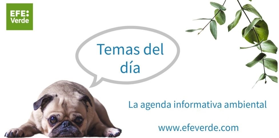 Hoy será noticia ambiental...    

#AgendaAmbiental de EFEverde / 26 de abril

efeverde.com/hoy-sera-notic…