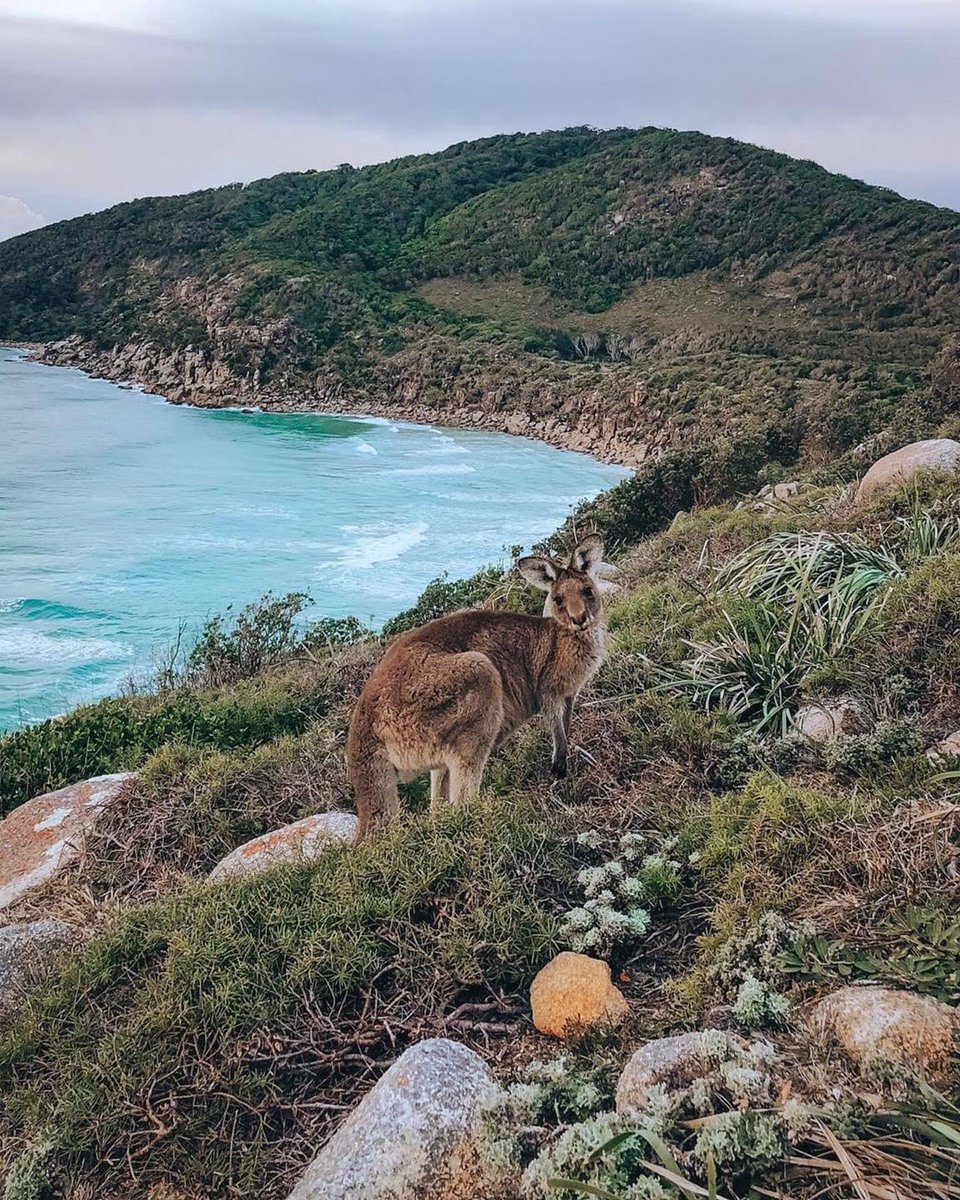 Morning walks in Australia! @ Jemima Skelley @ Hiking Trails #morningwalks #morning #walks #Australia #hikingtrails