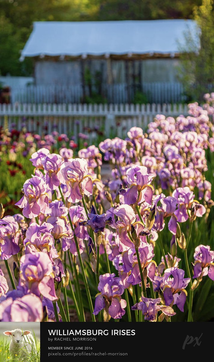 Williamsburg Irises rachelsfineartphotography.com/featured/willi… #spring #nature #photography #wallart #ColonialWilliamsburg