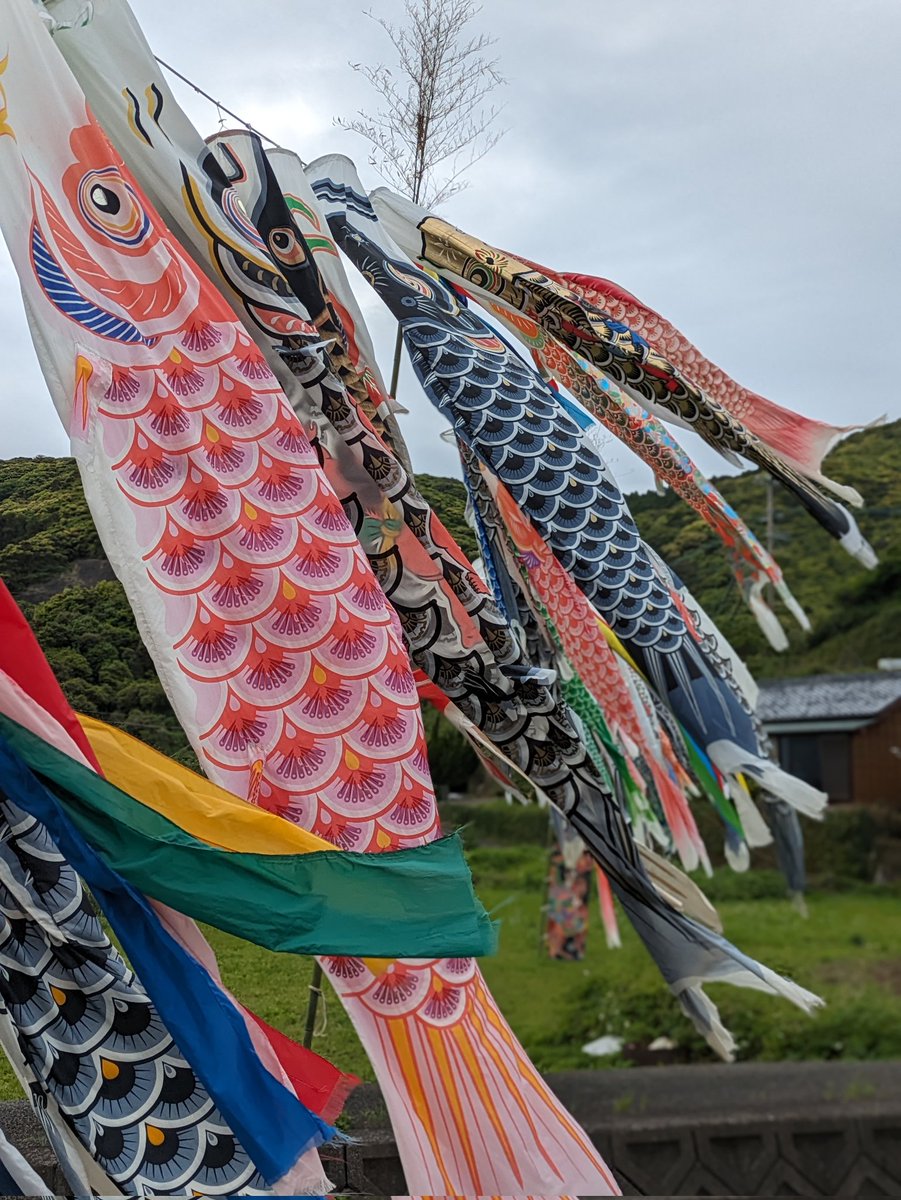 富江の琴石地区名物の鯉のぼり。13年地元の有志の方々の協力で続いてきた行事も今年が最後となりました🎏
#五島列島福江島　#富江　#琴石の鯉のぼり