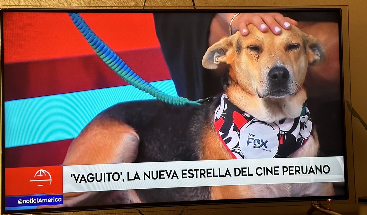 pulgo_'s tweet photo. No hay nada que hacer que VAGUITO es la estrella del momento en todo el Perú. https://t.co/poCOaxc01z