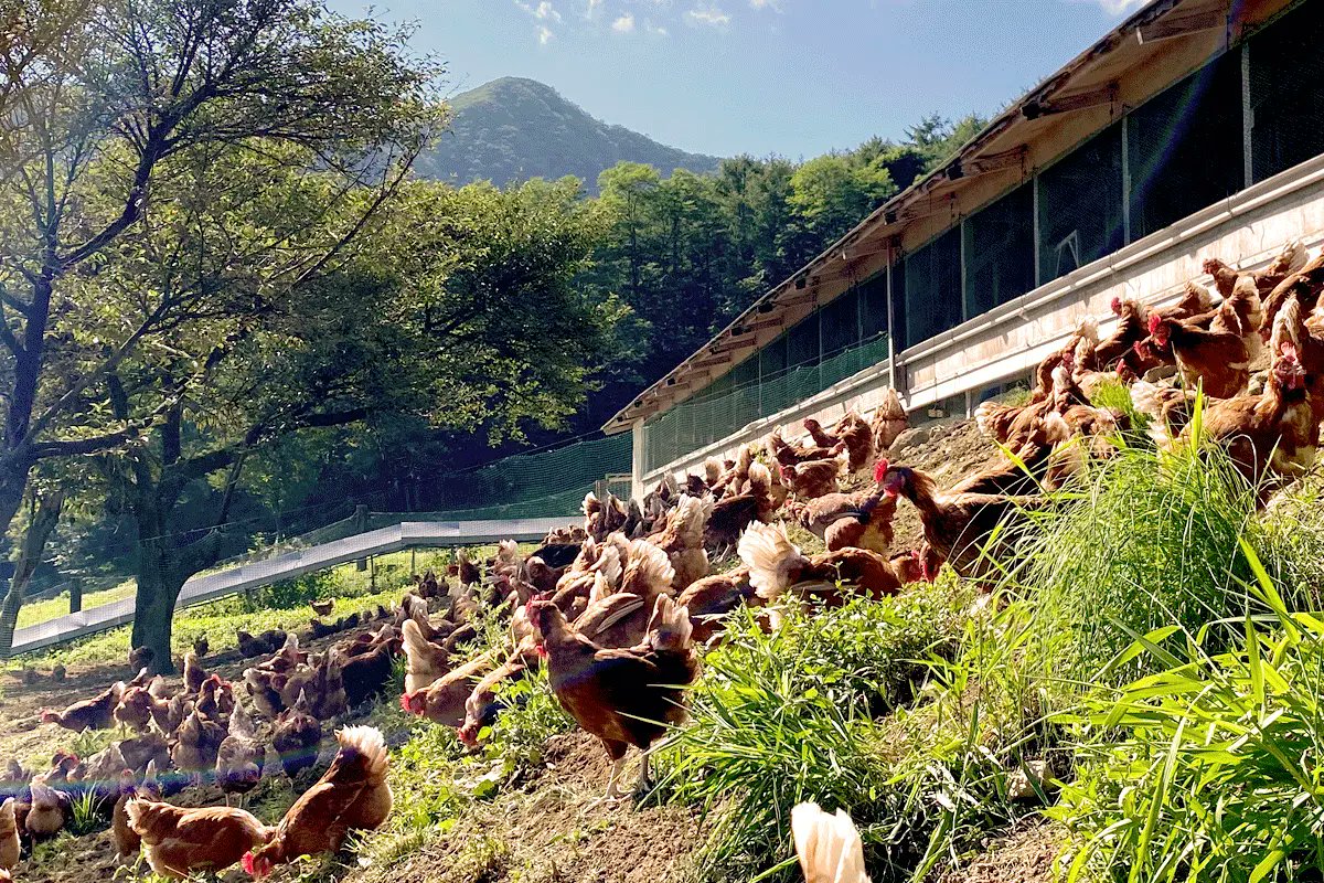 スコープ、平飼いたまごのオリジナルブランド「switchたまご」山梨県甲斐市の黒富士農場と提携し平飼い卵のECサイトによる販売を目指しクラウドファンディングを開始 prtimes.jp/main/html/rd/p…　@scope_inc_28F