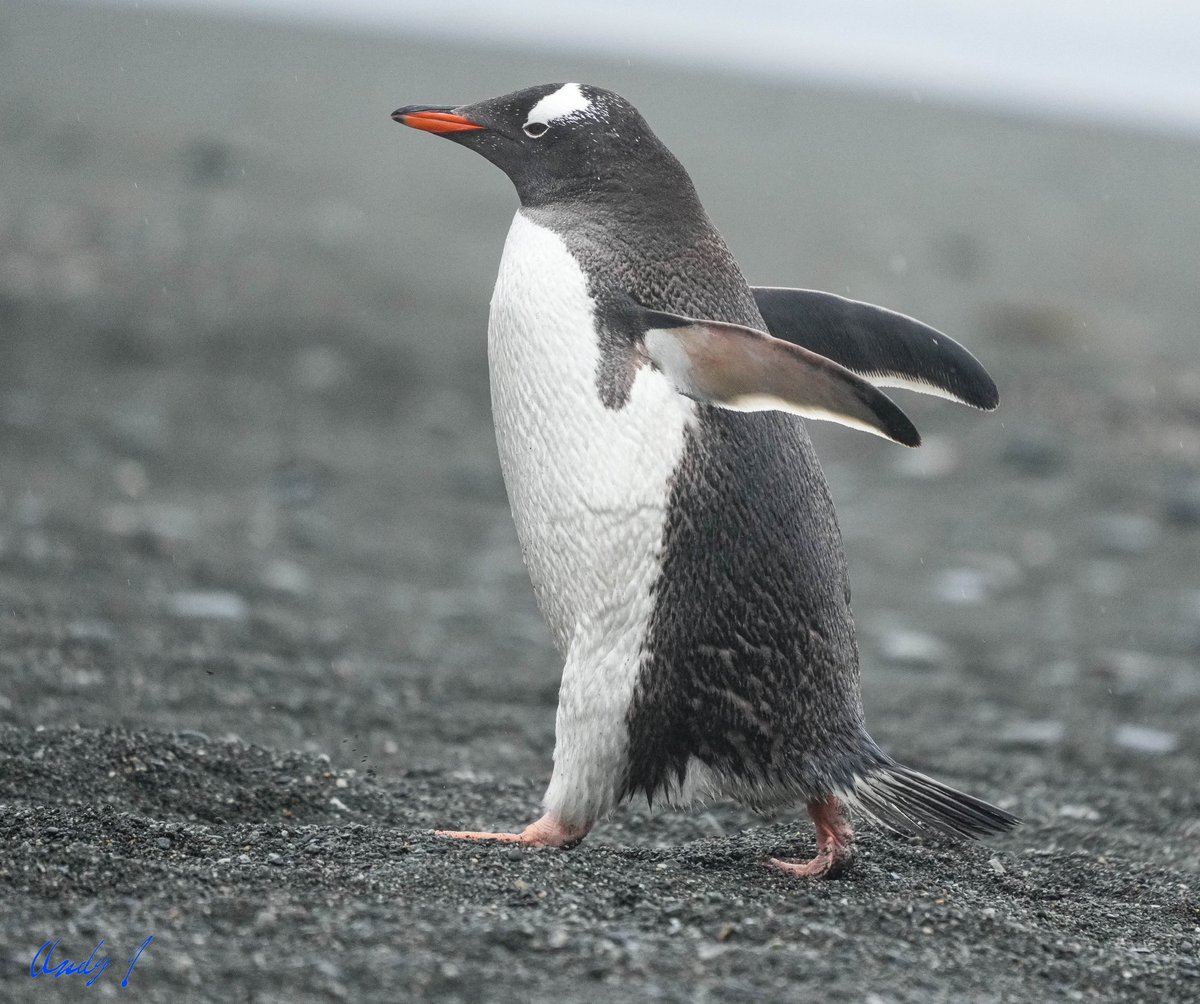 Baizuo_US's tweet photo. World Penguin Day https://t.co/dbeZw4XtVt
