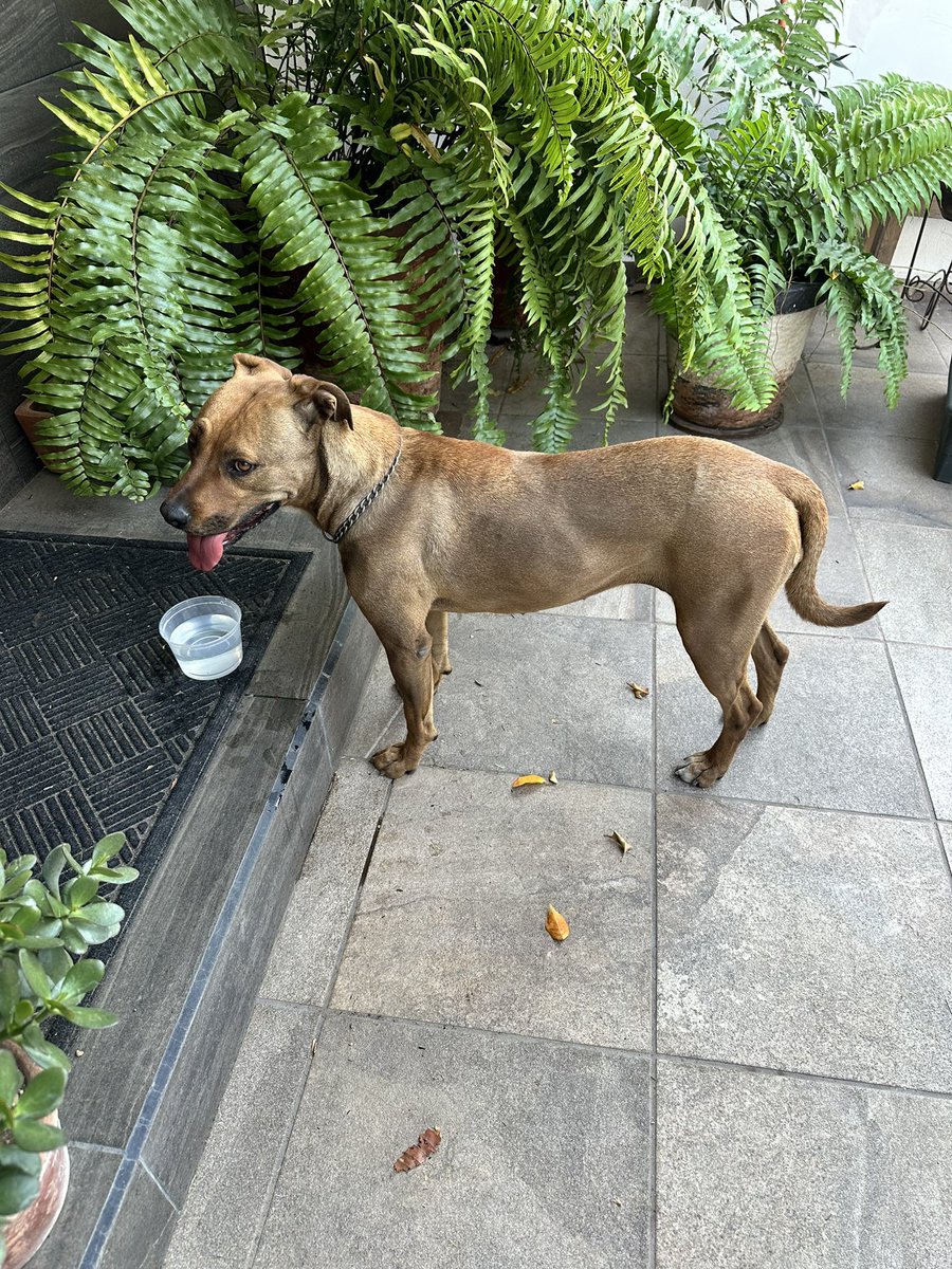 ivtsanchez's tweet photo. Me ayudan a compartir para encontrar a su familia por favor?
Me encontré esta perrita, trae collar pero no placa. Parece de casa, es muy tranquila y linda.
📍Av Tchaikovsky y Tepeyac https://t.co/KDbVpO5g2F