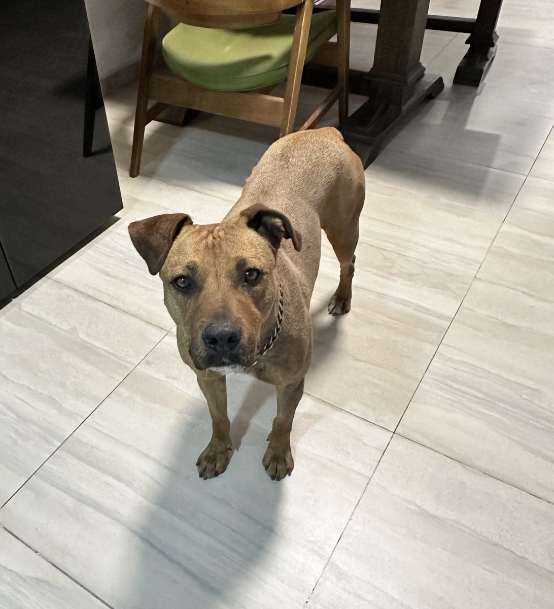 ivtsanchez's tweet photo. Me ayudan a compartir para encontrar a su familia por favor?
Me encontré esta perrita, trae collar pero no placa. Parece de casa, es muy tranquila y linda.
📍Av Tchaikovsky y Tepeyac https://t.co/KDbVpO5g2F