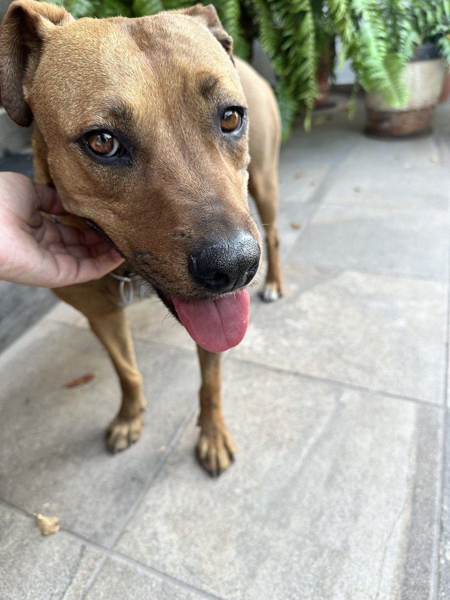 ivtsanchez's tweet photo. Me ayudan a compartir para encontrar a su familia por favor?
Me encontré esta perrita, trae collar pero no placa. Parece de casa, es muy tranquila y linda.
📍Av Tchaikovsky y Tepeyac https://t.co/KDbVpO5g2F