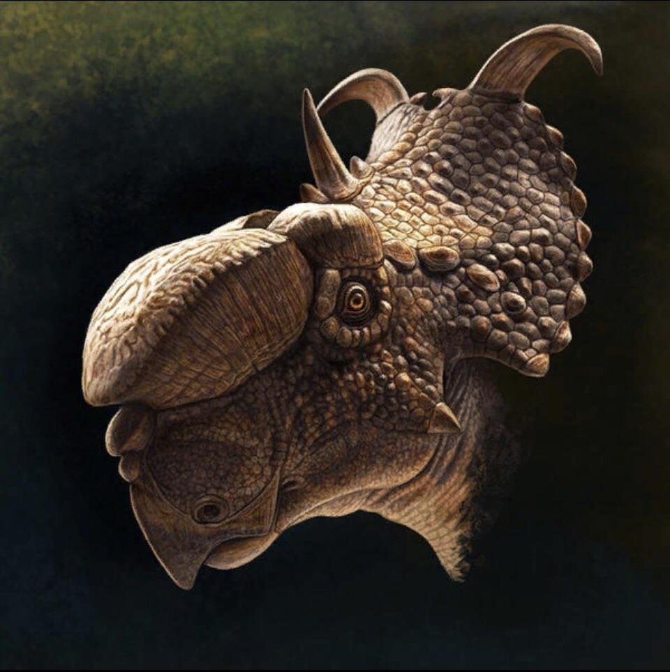 Y'know I really vibe with GSP's idea (this was GSP right? right?) of Einiosaurus -> Achelousaurus -> Pachyrhinosaurus

It's literally just Erectile Dysfunction collapsing into a brick.