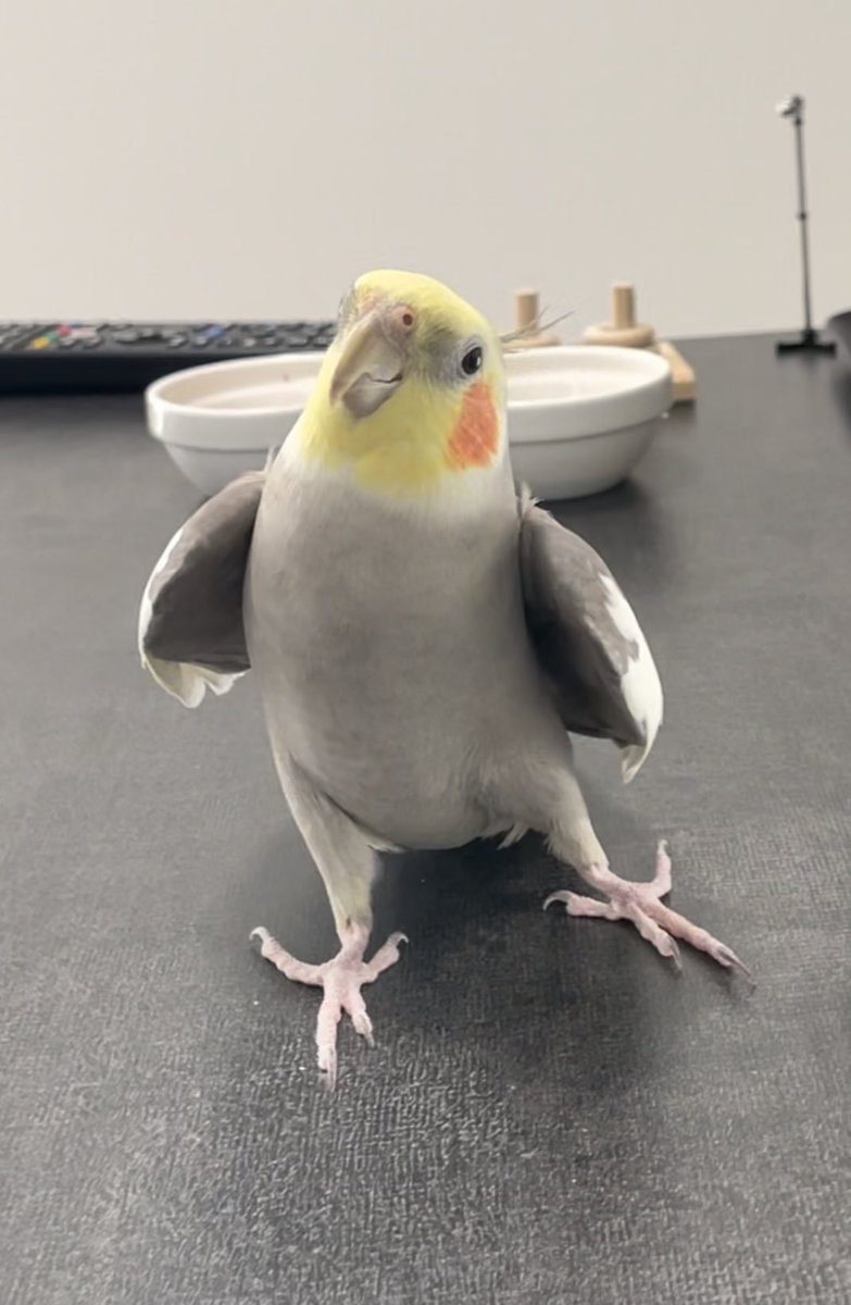 風太のおとん (@fuuuchann0516) / Posts / X