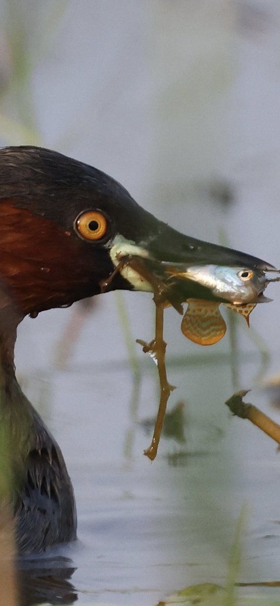 Those eyes, oh those eyes!! A Little Grebe with its catch of the day