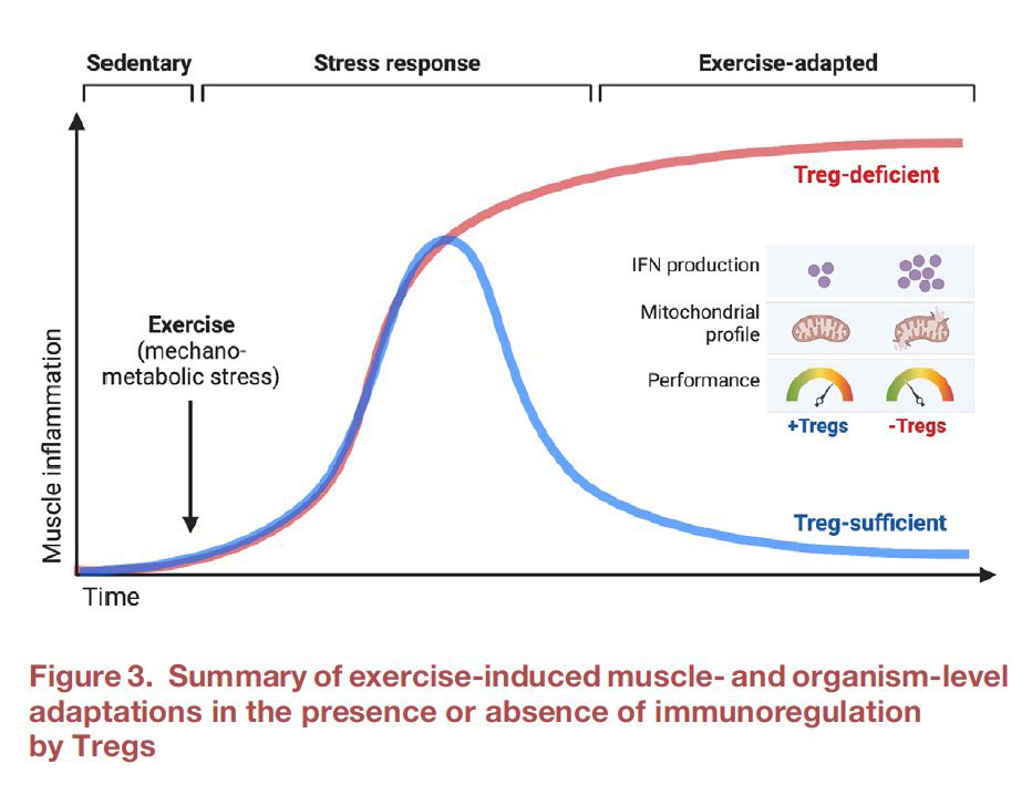 El ejercicio físico promueve una sistema inmunitario “saludable”, reduce la inflamación, favorece regeneración y ayuda a retrasar el envejecimiento. cell.com/cell-metabolis…