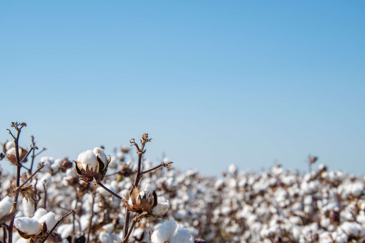 Cotton industry today released the 4th independent environmental assessment with results of the comprehensive assessment of the environmental performance of Australia’s cotton industry revealing significant gains and areas for improvement. #AusAg #Cotton cottonaustralia.com.au/media-release/…