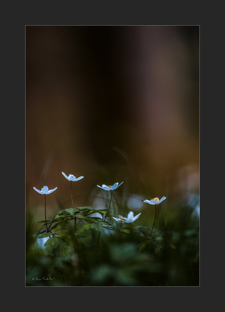 #Flowers #Spring #lasy #NaturePhotography #wildlifephotography #forest #自然 #nature #photography #fotografia #puszcza #April #Poland