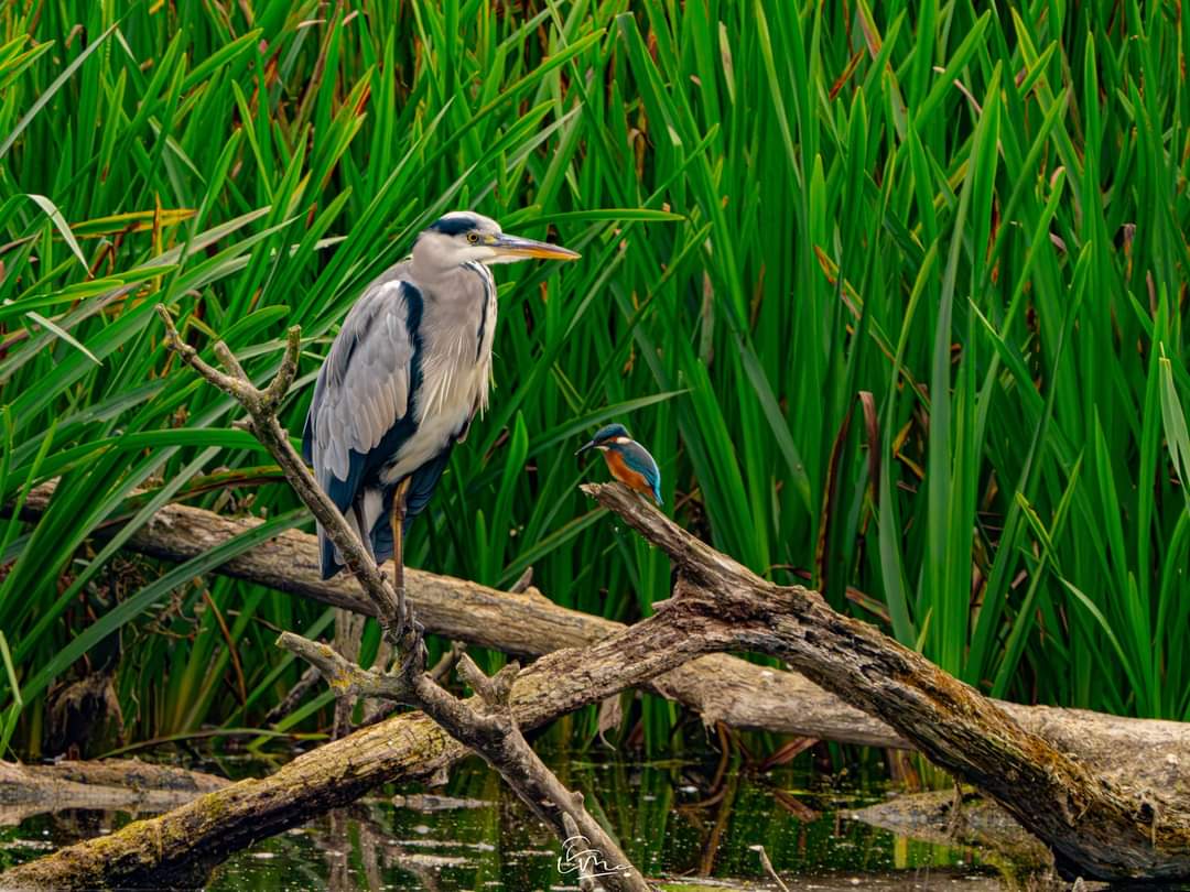 'What's on the menu today?'

This is one of my favourite wildlife moments, captured at @SWTLackfordLake 

This Kingfisher and Heron were hanging around with each other for about 20 minutes! 

Follow @lmcwildlife to see more of my wildlife captures 📷