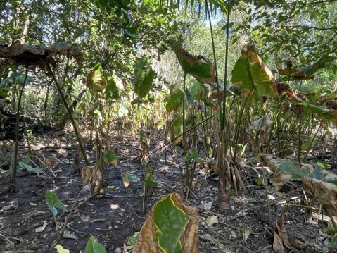 🌏 #Pacific region sees abnormal impacts of El Niño and a return to neutral conditions
More ➡️🔗tinyurl.com/w57az7x8

The full #PICOF14 regional statement can be found at, tinyurl.com/yeebz8fe

#ResilientPacific