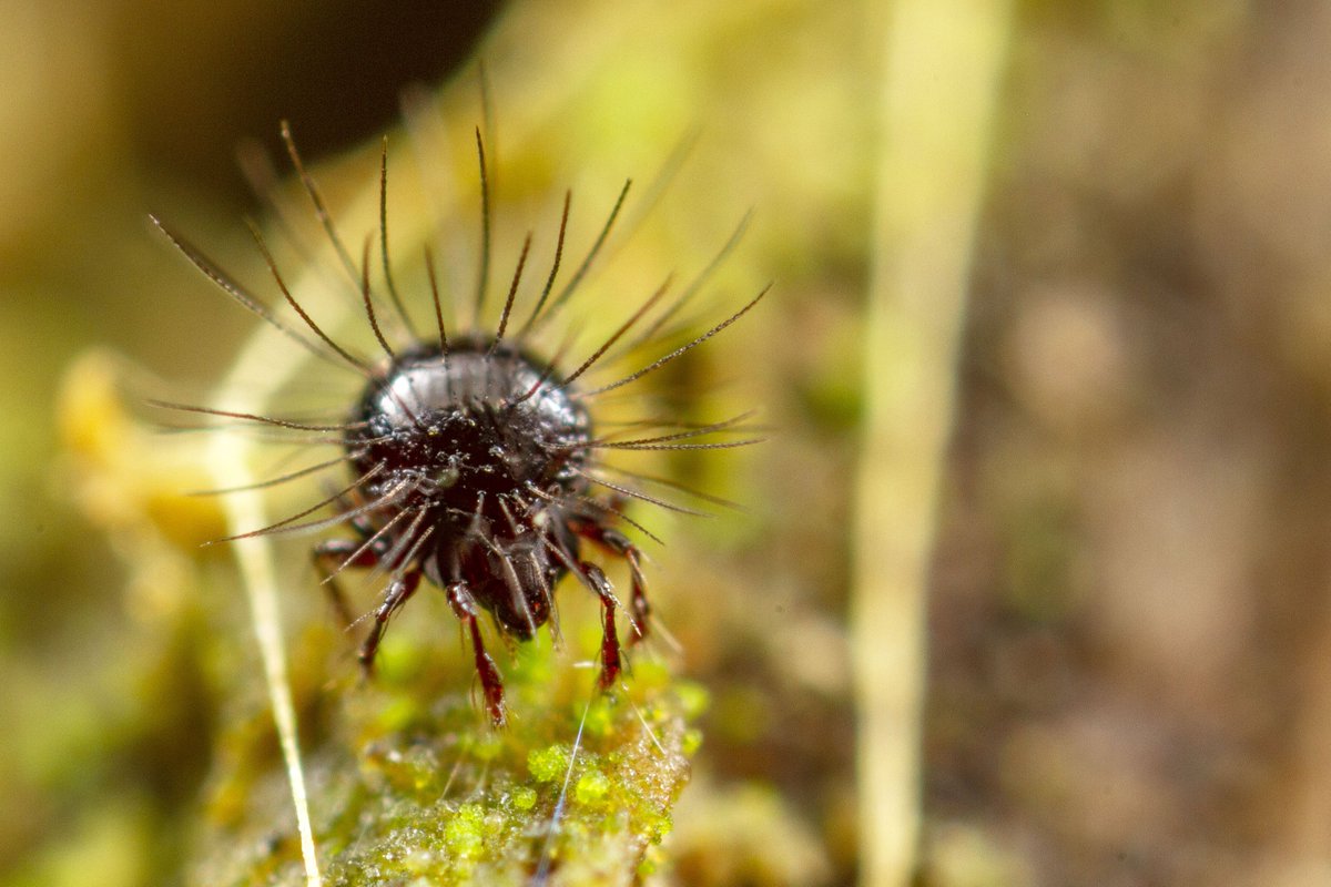 We've just been thinking about Neotrichozetes mites. Hasn't everyone?