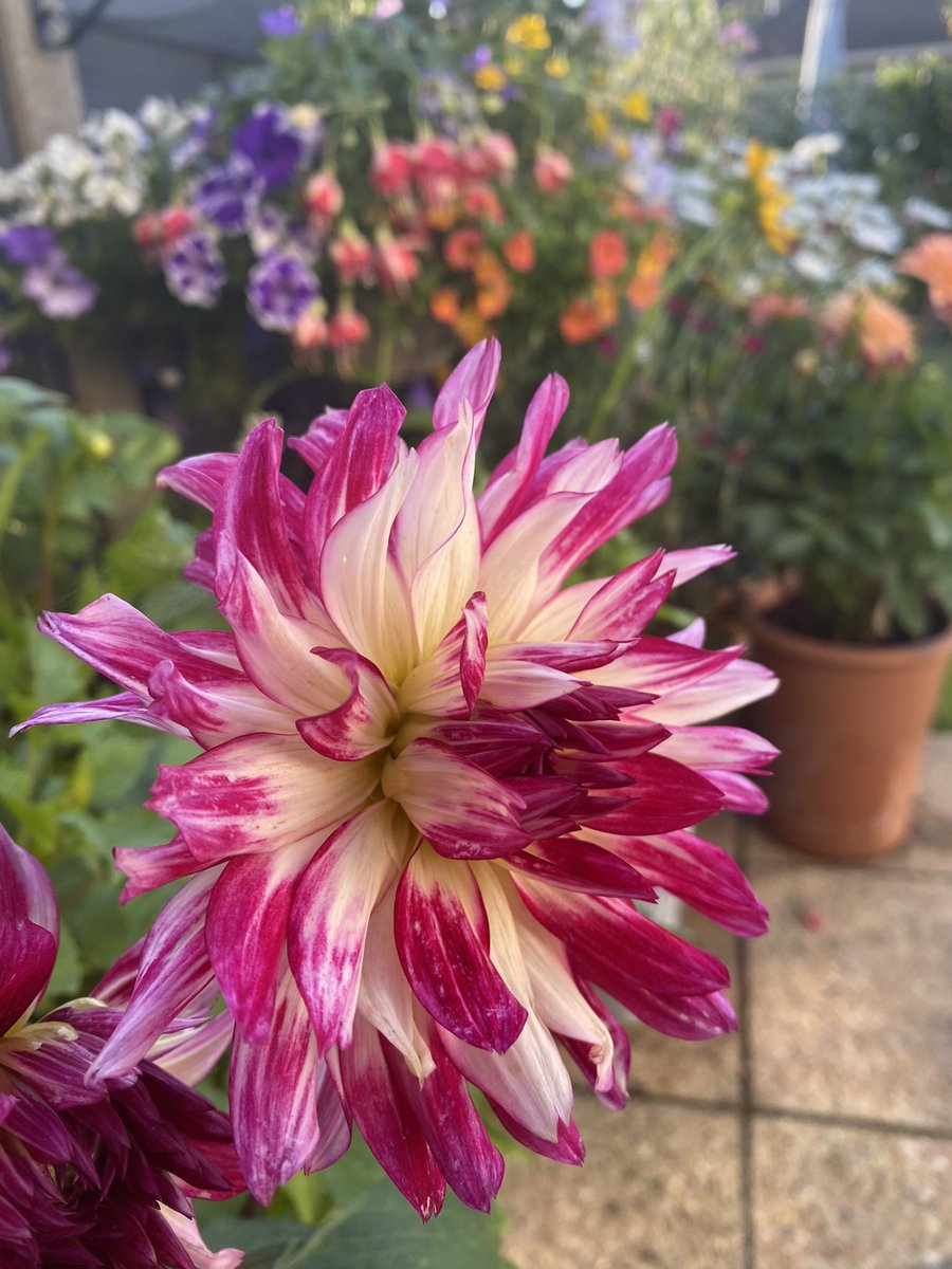 Morning all, so looking forward to seeing the dahlias again. Have a great Friday everyone #FlowersonFriday #GardeningTwitter #GardeningX