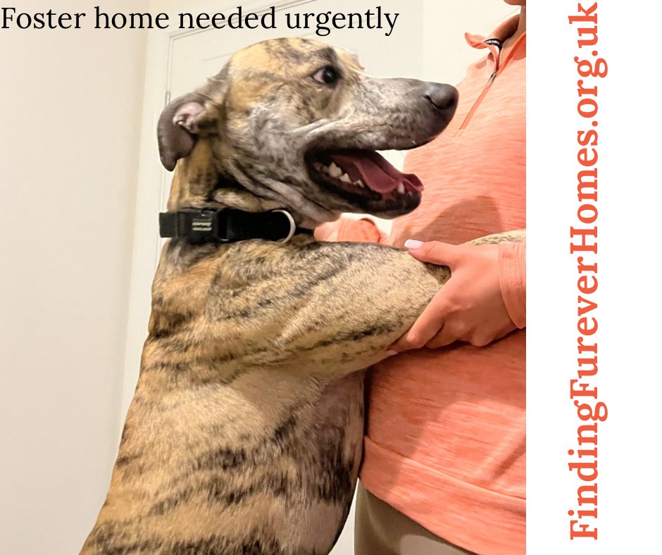 Please can you help with a temporary URGENT foster home? Ideally Wigan/Chorley/Warrington areas. Thanks!