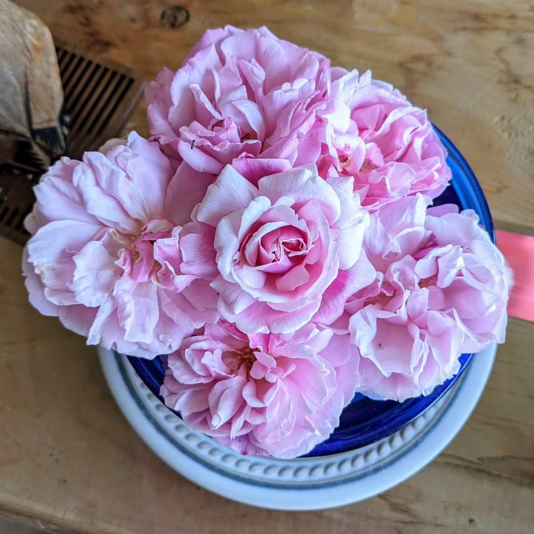 hitoshi_japan's tweet photo. 母作、今日の浮き花です🌼🌹
#花
#浮き花
#floatingflowers
#flowers https://t.co/ILujJpl4CP