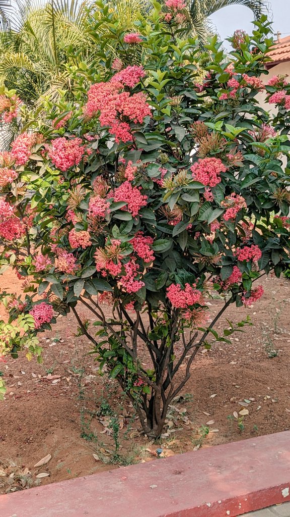 Ixora / idly poo.. #WesternGhats #coonoor #Coimbatore