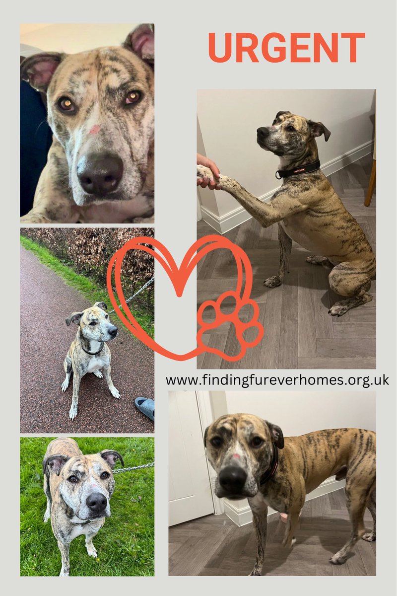 Foster home urgently needed North West (England) ideally please! 18 month old bull Lurcher boy homeless due to marriage break up x