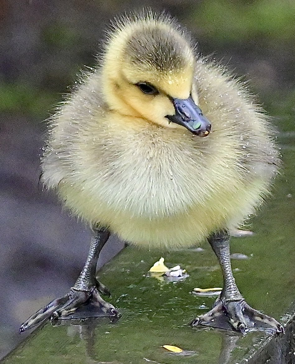 Not sure who’s cuter 🥰 this Gosling or the famous one 🤷‍♂️ #TwitterNatureCommunity #TwitterNaturePhotography #birdphotography #BirdsOfTwitter #wildlifephotography #NaturePhotography