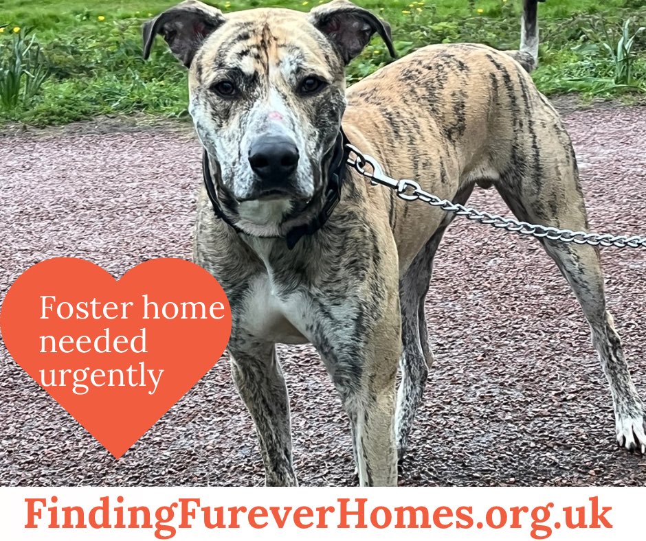 #wigan #warrington #sthelens #widnes #chorley #leigh Foster home urgently needed for 18 month old bull Lurcher boy. Ideally pet free, needs time & space to decompress. Being kept in a can due to homeless x