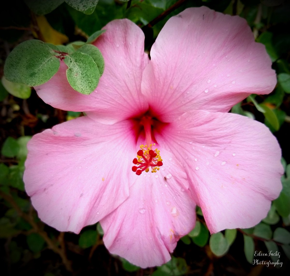 'Don't be indifferent be the difference - Standout!'
-Bernard Kelvin Clive
😍🌿🌸🍃🌺🌿😊
#Flowersonfriday #photography #flowerphotography #Flowers #gardening #macrophotography