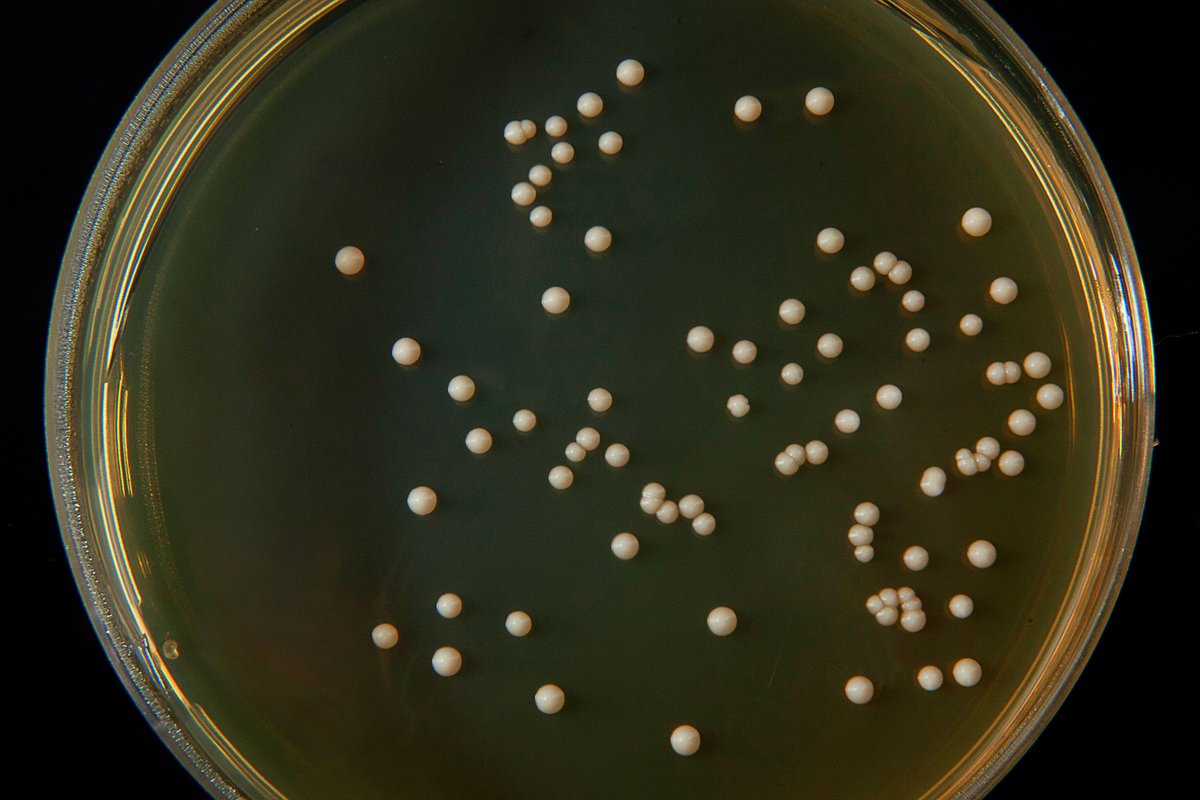 GUIDE: Learn how to use the #YeastMoClo and #MYT kits from the labs of @johndueber and @ProfTomEllis in a new series of technical blogs from Dr Anna Rogers, for your next budding yeast transformation. 🧬🧫 ➡️ okt.to/NvZiJy @DNARepliLab #yeastgenetics